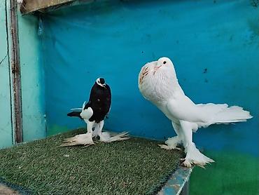 Göyərçinlər: Satilir pomeran Dutular 2 Cut Var cutu 120 Manatdi Bir cut Ag Qara Var — 7