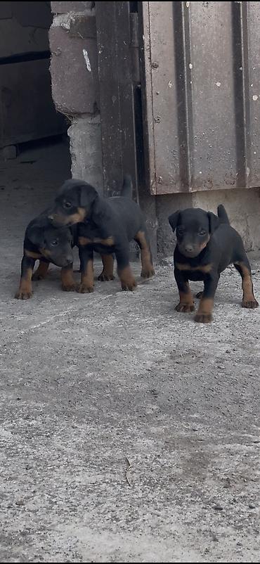 собака щенки: Ягдтерьер, 1 месяц, Самец, С прививкой — 1