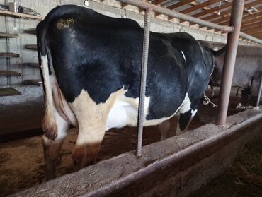 коровы животные: Продаю | Корова (самка) | Голштин | Для разведения, Для молока | Стельные