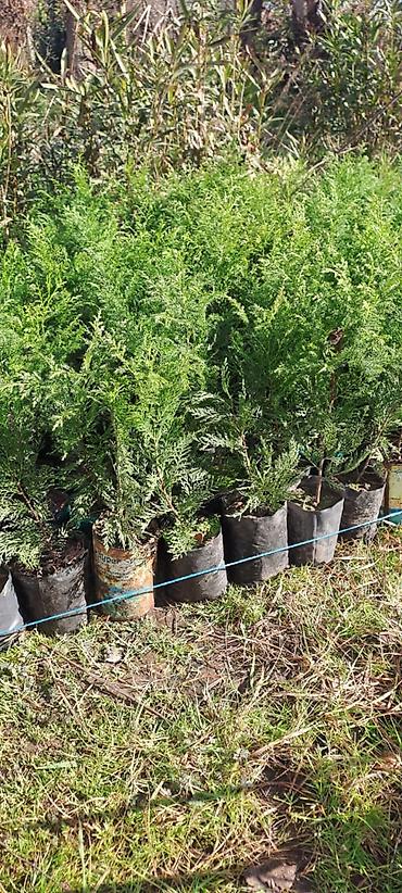 en guclu sican dermani: Yeni, Rayonlara çatdırılma, Ünvandan götürmə, Pulsuz çatdırılma — 5