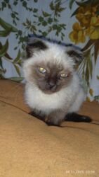 отдам даром вислоухого котенка: Ургаачы, Аргын