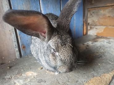 Кролики: Продаю | Кролик самец at lalafo.kg — 3 Кролики: Продаю | Кролик самец — 3