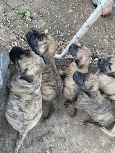 аргентина дог: Продаются щенки канарского дога, 6 кобелей и 2 сучки, щенки сами
