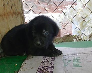 belçika afcarka: Alman çoban iti, 1 ay, Dişi — 5