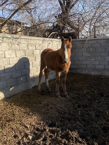 Лошади, кони: Продаю | Жеребенок | Полукровка | Рабочий — 9