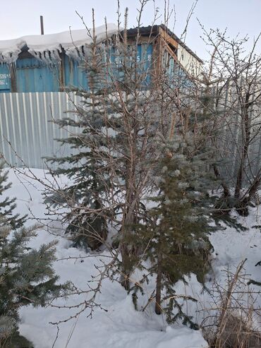 Декоративные деревья: Саженцы деревьев: Ели — 14