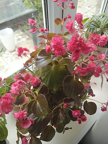 Otaq bitkiləri: Традесканция и др — 13