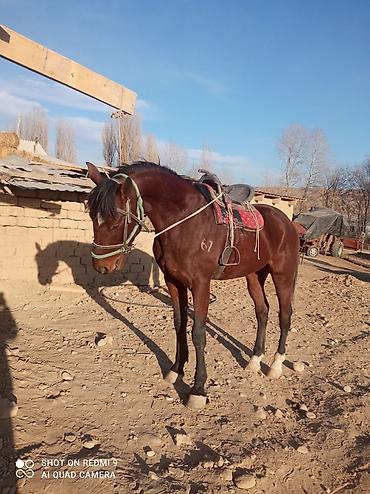 Лошади, кони: Продаю | Жеребец | Рабочий — 11