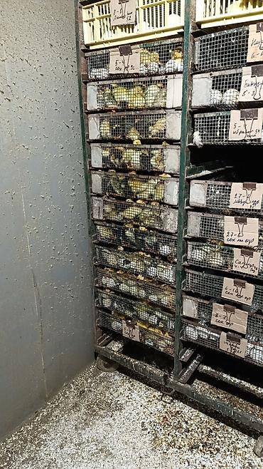 Cücələr: Salam herkese bayraminiz mubarek _xarkov qənbəri_ lider55_ sereblis _ — 16