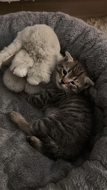 Продажа кошек: Можно забронировать котят😻😽♥️ Возраст 2 месяца🥰 еще сосут мамку — 2