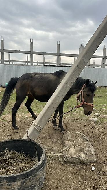 Лошади, кони: Продаю | Кобыла (самка) | Рабочий — 5