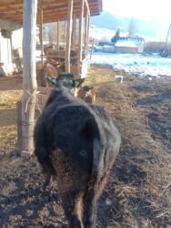 Коровы, быки: Продаю | Бык (самец) | На откорм | Привязанные — 8