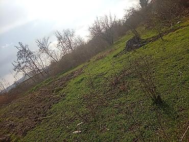 Torpaq sahələrinin satışı: 38 sot, Kənd təsərrüfatı, Mülkiyyətçi, Kupça (Çıxarış) — 11