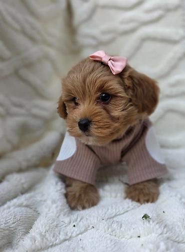 jazavicari vrste: Maltipoo nove bebe Registrovana odgajivacnica Hopy queen pudle — 2