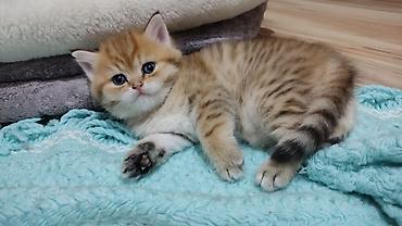 Pişiklər: Qızıl şinşilla, Erkək, Yaxşı əllərə, Ünvandan götürmə — 2