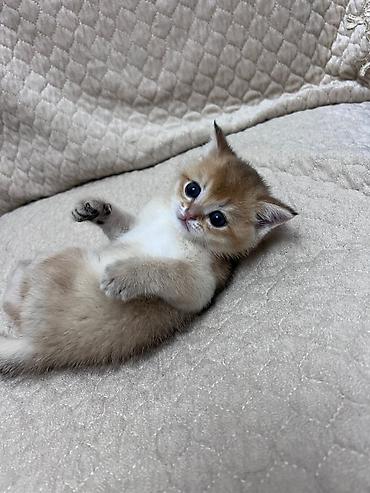 Pişiklər: Britan — 2