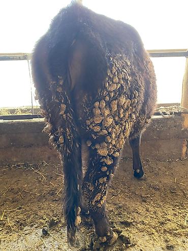 Коровы, быки: Продаю | Тёлка | На откорм, На забой, Для разведения — 4