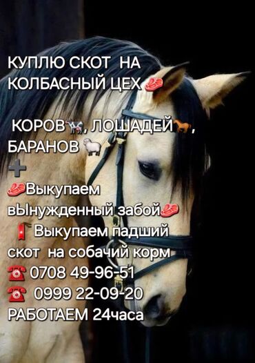 цены на собак: Куплю | Коровы, быки, Лошади, кони | Круглосуточно, Любое состояние, Забитый