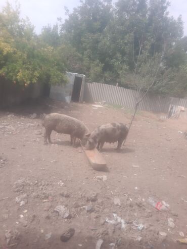 kənd toyuğu: Salam donuz goranbotda erkeyi dis 8 balası var cavan hevand birnci