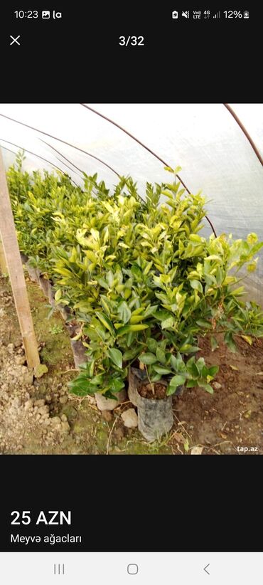 Tinglər: Müxtəlif dekorativ və meyvə ağaclarının tingləri. • Xurma-narıngi — 6