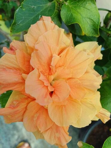 Ostale kućne biljke: Hibiskus vise boja po super ceni na lalafo.rs — 4 Ostale kućne biljke: Hibiskus vise boja po super ceni — 4