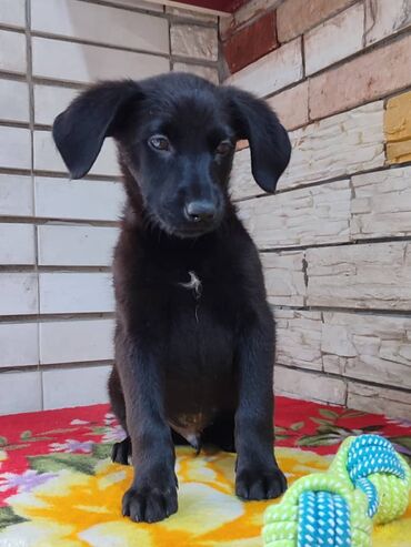 Продажа собак: Мальчик ищет дом. Привезём сами. Дважды привит — 8
