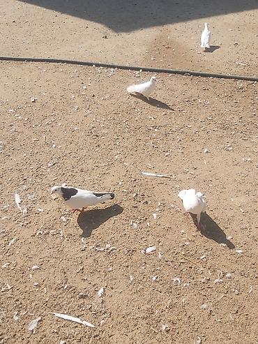 Göyərçinlər: Quşlar satilir komda satilir tək təkdə Hər quşun öz qiyməti var real — 16