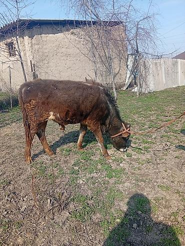 Коровы, быки: Продаю | Бык (самец) | На откорм | Привязанные — 7