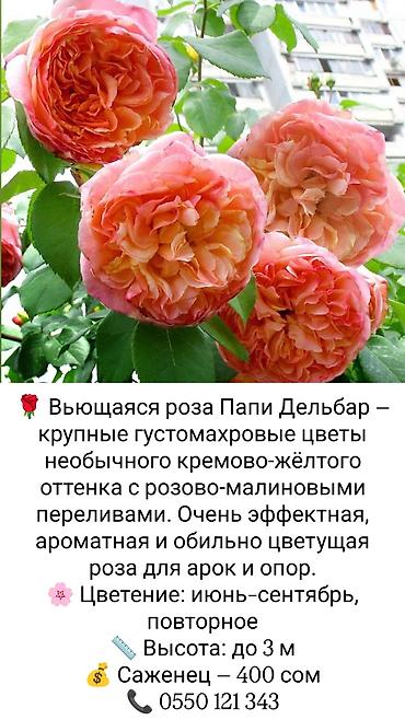 коробки для цветов бишкек: Саженцы Платная доставка — 7