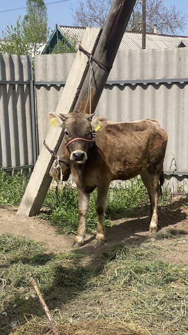 Коровы, быки: Продаю | Тёлка | Алатауская | На откорм, Для разведения, Для молока