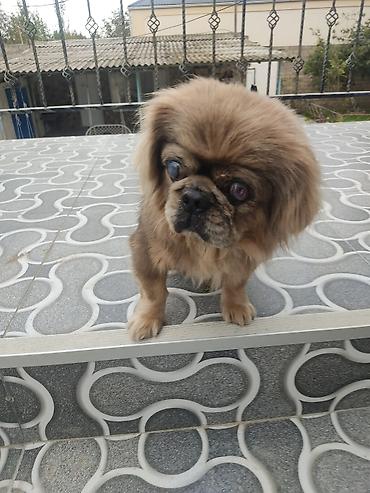 mingecevir it: Pekines, Erkək — 5