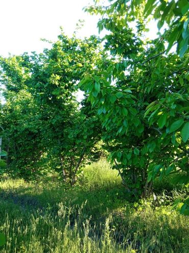 torpaq satanlar: 18 sot, Tikinti, Mülkiyyətçi, Kupça (Çıxarış)