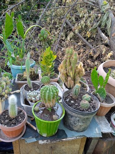 Кактусы: Продам кактусы — 6
