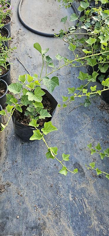 sarmaşıq: Hedera helix (Plyuş sarmaşığı) sürətlə yayılaraq səthləri bürüyən — 5