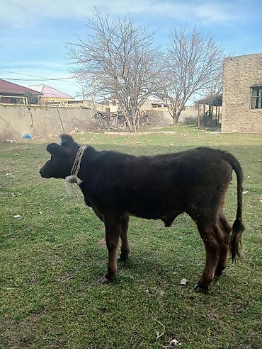 Dana, buzov: Diși göbəkli 7ayLlq disi danadlr. dananln anaslvə anaslnln anaslda — 25