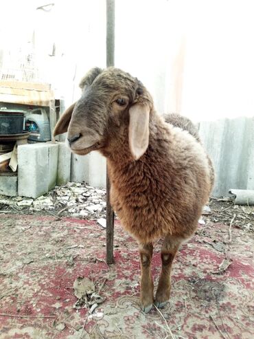 Бараны, овцы: Продаю | Овца (самка) | Арашан | Для разведения | Племенные — 2