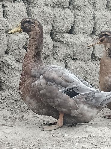 korella tutuqusu haqqında: Blue Rouen Ördekleri. Xarici sort ordekler.(Ətrafli məlumat — 9