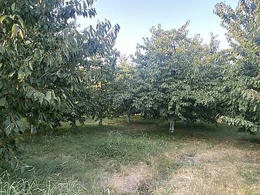 Digər tikinti materialları: 20 sot torpaq sahəsi 25 gilas agacı 11 göyçə sortu alça agacı 4 gavalı -da lalafo.az — 13 Digər tikinti materialları: 20 sot torpaq sahəsi 25 gilas agacı 11 göyçə sortu alça agacı 4 gavalı — 13