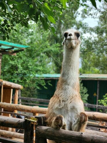 вакансия для мужчин: Требуются сотрудники в реабилитационный центр ZOOBISHKEK резюме