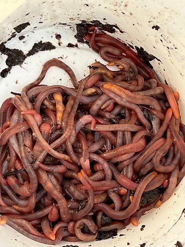 baliq tilovu: Soxulcan californiya. Kalifornia Soxulcani Balıqçılar və Akvarium — 8