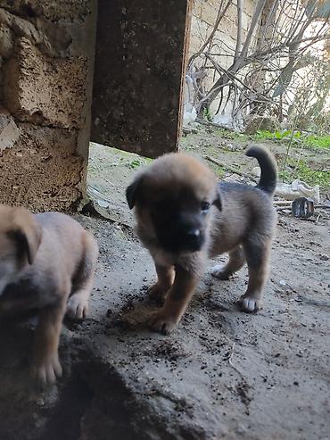 it xaltaları: Zvonok, 1 ay, Dişi — 5