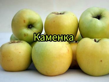 Другие фруктовые и ягодные растения: Саженцы плодовых культур (разные сорта) оптом и в розницу. Успейте — 9