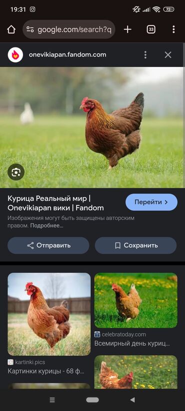 дома на продажу в бишкеке: Продаю домашних курей несушки каждый день несутся 7- курей и 1-