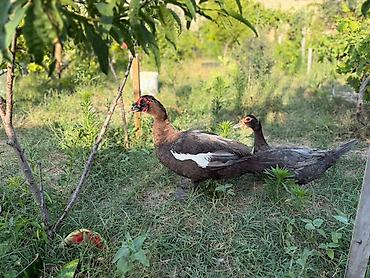 inəklər balalı: Dişi, | Lal ördək, Ətlik, Pulsuz çatdırılma — 3