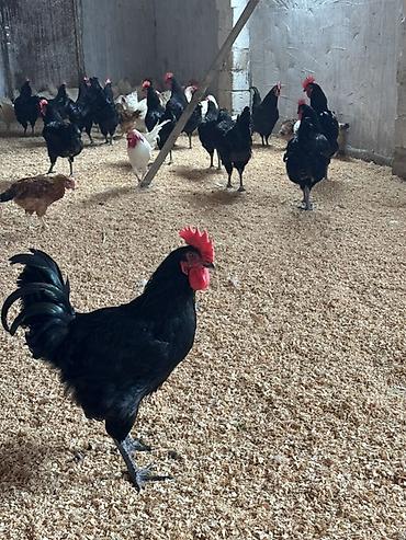 en ucuz uce: Toyuq, Australorp, Ətlik, Pulsuz çatdırılma — 4