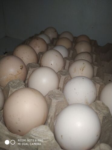 Птицы: Продую яйца Черного Принса