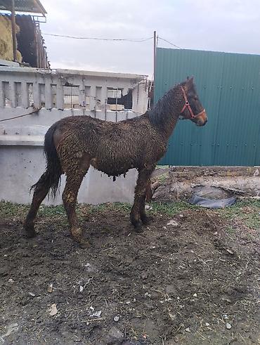 Лошади, кони: Продаю | Жеребенок | Полукровка | Рабочий | Племенные — 1