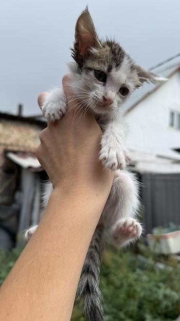 Отдам даром кошку: Котята: мальчик и девочка К латку приучены, игривые кушают очень — 12