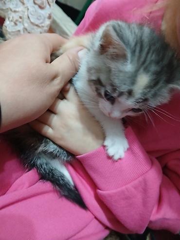 Отдам даром кошку: Котята в добрые руки. одна девочка, два мальчика проглистованы, едят — 4
