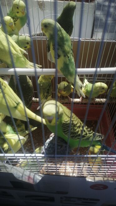 Tutuquşları: Papuqaylar 9azn Papuqay qəfəsləri 9azn Təzə qəfəslərdi 9-azn -da lalafo.az — 5 Tutuquşları: Papuqaylar 9azn Papuqay qəfəsləri 9azn Təzə qəfəslərdi 9-azn — 5